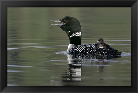 Framed Common Loon with Chick Print