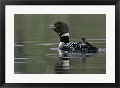 Framed Common Loon with Chick Print
