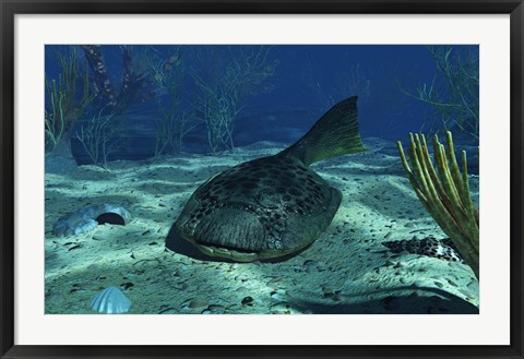 Framed Drepanaspis on the bottom of a shallow Devonian sea Print