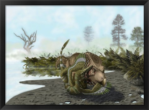 Framed Velociraptor is attacking a Protoceratops Print