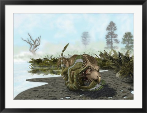 Framed Velociraptor is attacking a Protoceratops Print