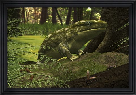 Framed close-up of a three foot long Ichthyostega from the Late Devonian Period Print