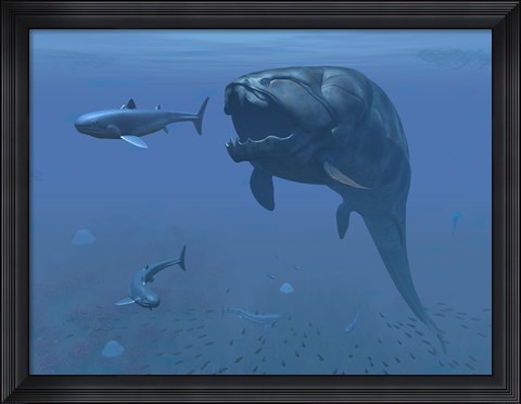 Framed prehistoric Dunkleosteus fish prepares to eat a primitive shark Print