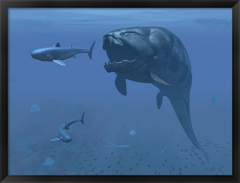 Framed prehistoric Dunkleosteus fish prepares to eat a primitive shark Print