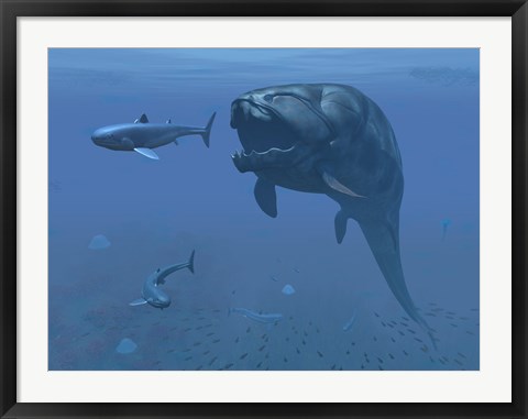 Framed prehistoric Dunkleosteus fish prepares to eat a primitive shark Print