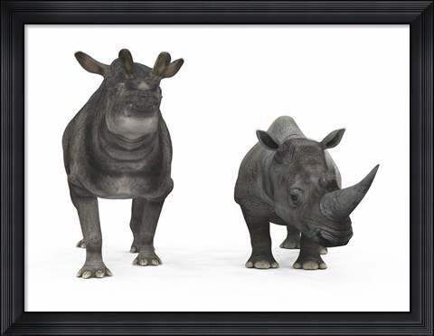 Framed adult Brontotherium compared to a modern adult White Rhinoceros Print