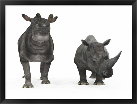 Framed adult Brontotherium compared to a modern adult White Rhinoceros Print