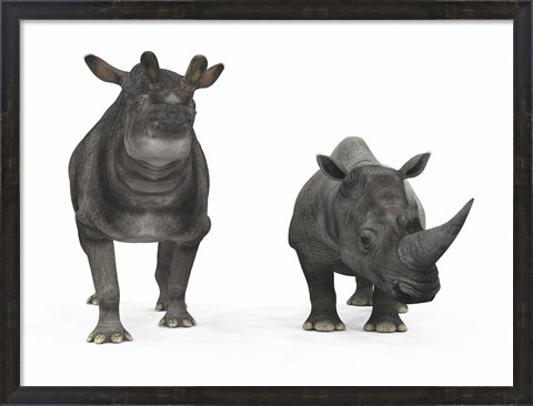 Framed adult Brontotherium compared to a modern adult White Rhinoceros Print