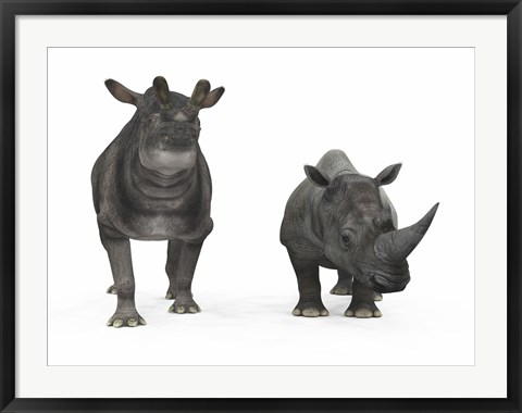 Framed adult Brontotherium compared to a modern adult White Rhinoceros Print