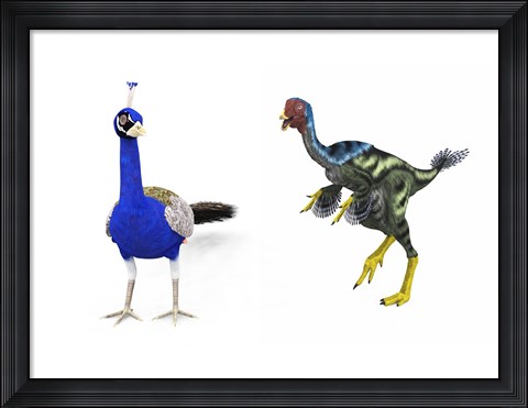 Framed Caudipteryx compared to a modern adult peacock Print