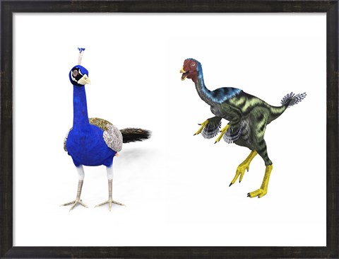 Framed Caudipteryx compared to a modern adult peacock Print