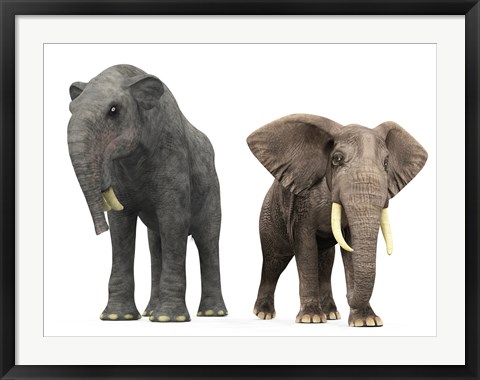 Framed adult Deinotherium compared to a modern adult African Elephant Print