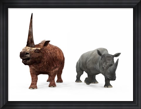 Framed adult Elasmotherium compared to a modern adult White Rhinoceros Print