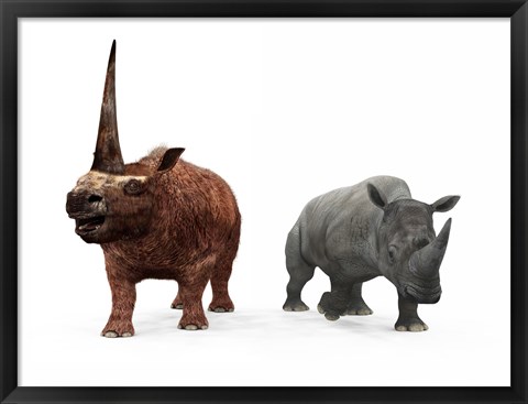 Framed adult Elasmotherium compared to a modern adult White Rhinoceros Print