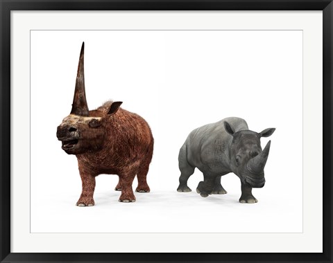 Framed adult Elasmotherium compared to a modern adult White Rhinoceros Print