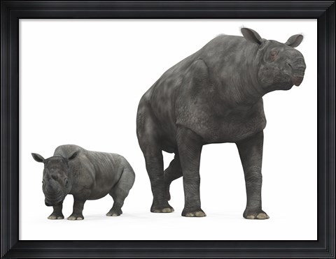 Framed adult Paraceratherium compared to a modern adult White Rhinoceros Print