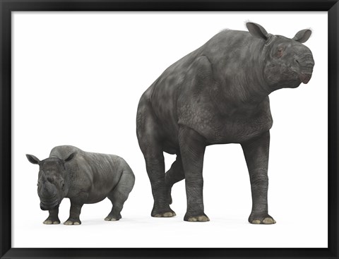 Framed adult Paraceratherium compared to a modern adult White Rhinoceros Print