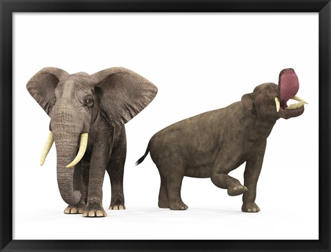 Framed adult Platybelodon compared to a modern adult African Elephant Print