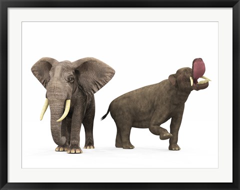 Framed adult Platybelodon compared to a modern adult African Elephant Print