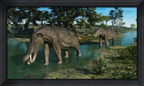 Framed pair of Platybelodon grazing in a shallow stream Print
