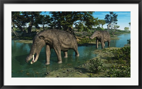 Framed pair of Platybelodon grazing in a shallow stream Print