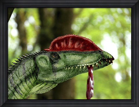 Framed Dilophosaurus wetherilli with a piece of flesh hanging out of its mouth Print