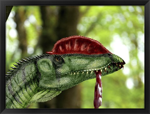 Framed Dilophosaurus wetherilli with a piece of flesh hanging out of its mouth Print