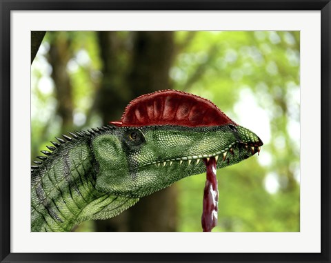 Framed Dilophosaurus wetherilli with a piece of flesh hanging out of its mouth Print
