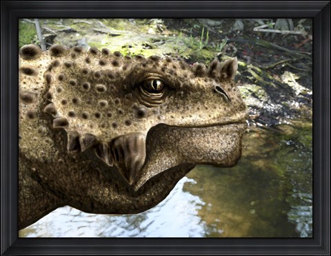 Framed Close-up of the head of a Scutosaurus tuberculatus Print