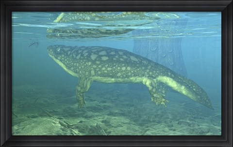Framed Late Devonian Period Ichthyostega submerged in a floodplain Print