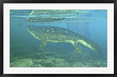 Framed Late Devonian Period Ichthyostega submerged in a floodplain Print