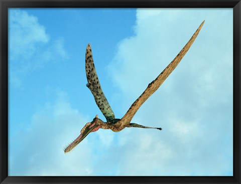 Framed Zhenyuanopterus, a genus of pterosaur from the Cretaceous Period Print