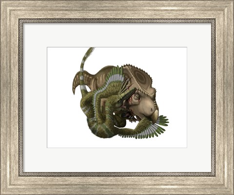 Framed Velociraptor attacks a Protoceratops Print