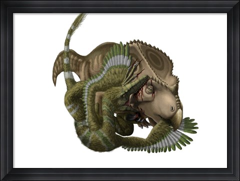 Framed Velociraptor attacks a Protoceratops Print
