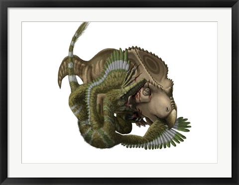 Framed Velociraptor attacks a Protoceratops Print