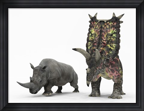 Framed adult Pentaceratops compared to a modern adult White Rhinoceros Print