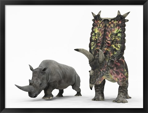 Framed adult Pentaceratops compared to a modern adult White Rhinoceros Print