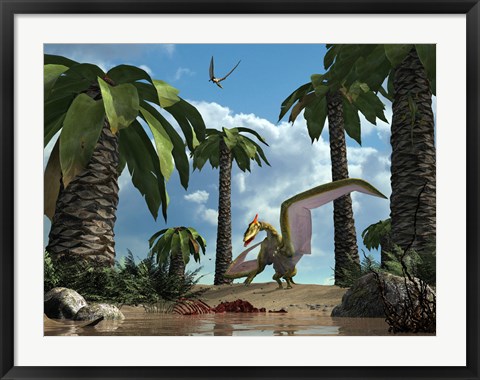 Framed pterosaur flying reptile lands next to some carrion Print