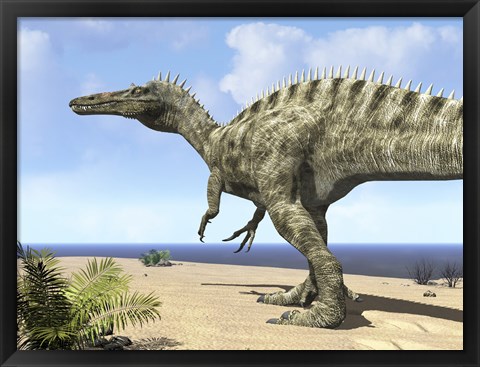 Framed carnivorous Suchomimus wanders a beach on the ancient Tethys Ocean Print