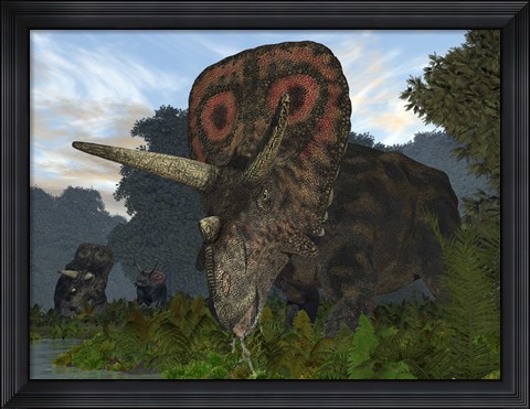 Framed male Torosaurus drinks from a river Print