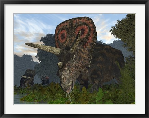 Framed male Torosaurus drinks from a river Print