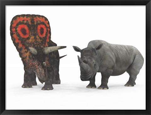 Framed adult Torosaurus compared to a modern adult White Rhinoceros Print