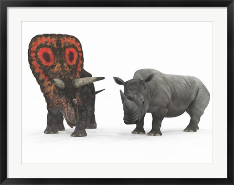 Framed adult Torosaurus compared to a modern adult White Rhinoceros Print