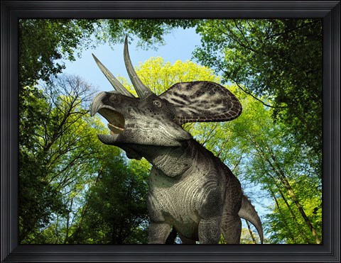 Framed Zuniceratops wanders a Cretaceous forest Print