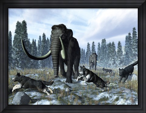 Framed pack of dire wolves crosses paths with two mammoths during the Upper Pleistocene Epoch Print