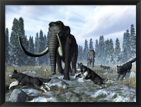 Framed pack of dire wolves crosses paths with two mammoths during the Upper Pleistocene Epoch Print