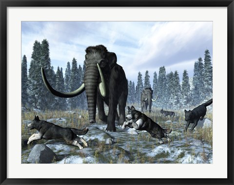 Framed pack of dire wolves crosses paths with two mammoths during the Upper Pleistocene Epoch Print