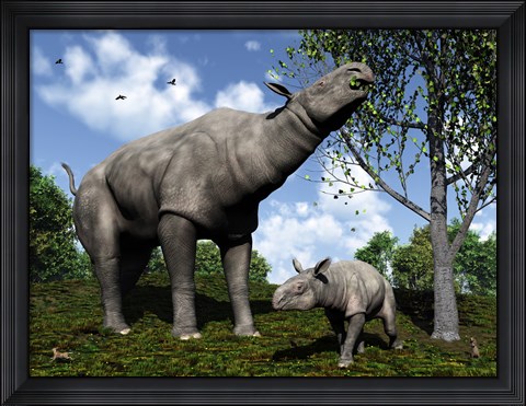 Framed Paraceratherium mother grazes on leaves and twigs of a poplar tree Print