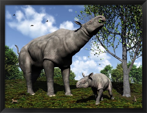 Framed Paraceratherium mother grazes on leaves and twigs of a poplar tree Print