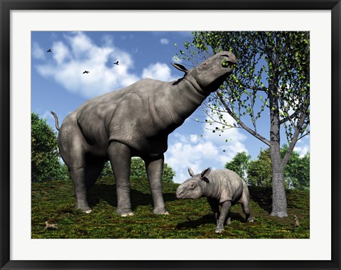 Framed Paraceratherium mother grazes on leaves and twigs of a poplar tree Print